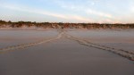 Turtle Tracks 01