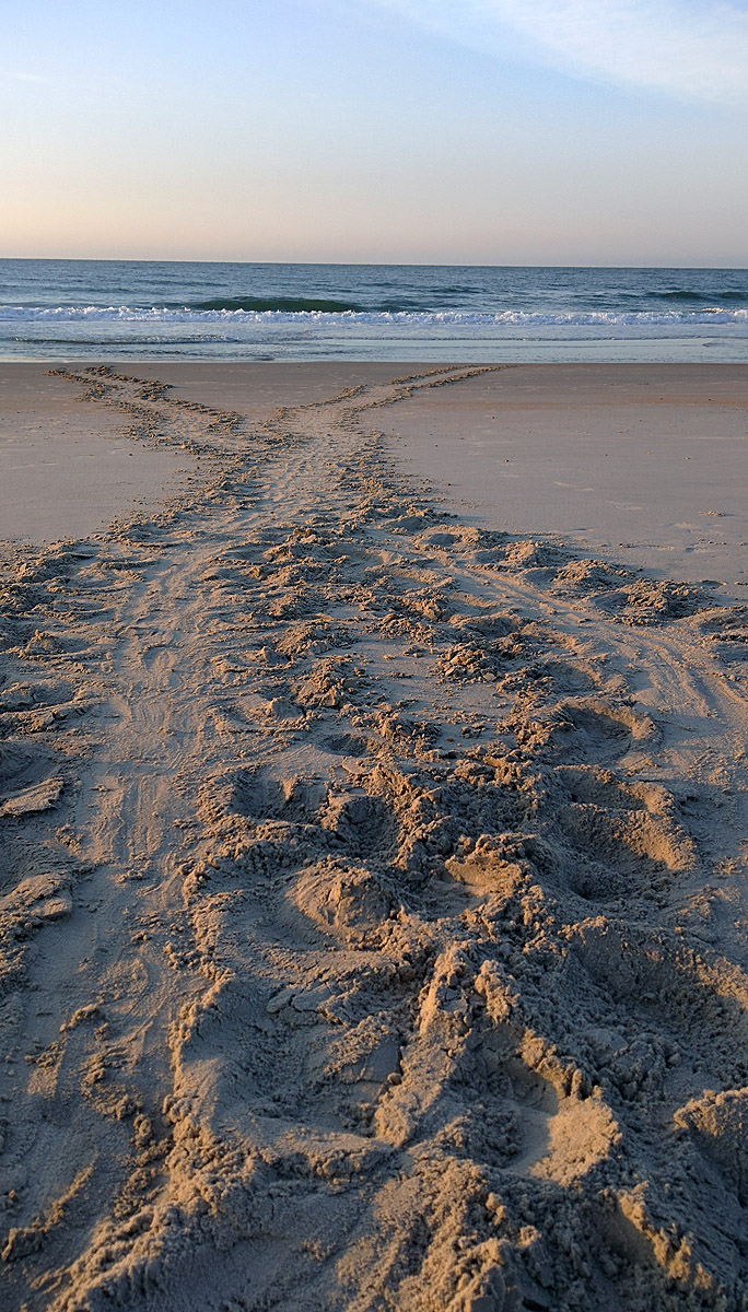 Turtle Tracks 