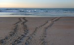 Turtle Tracks