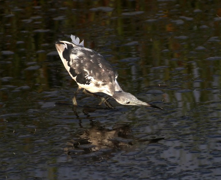 Tweener Hard At Work 