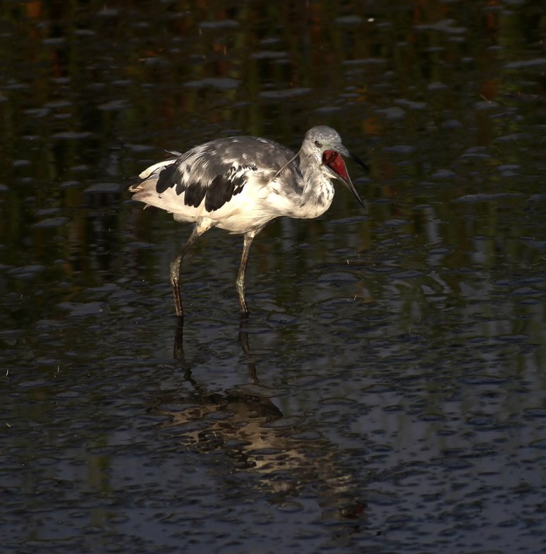 Tweener Hard At Work 