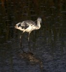 Tweener Hard At&nbsp;Work