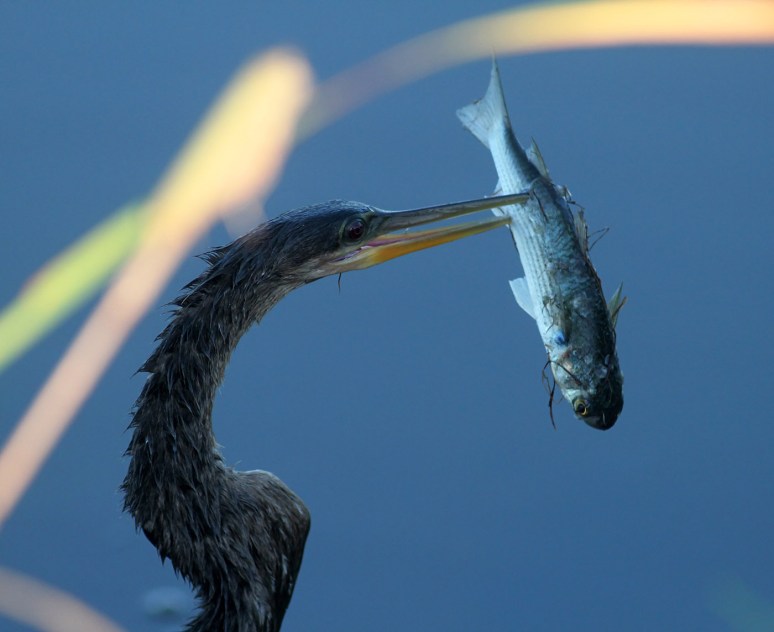 Anhinga Beats Up Fish 