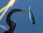 Anhinga Beats Up&nbsp;Fish
