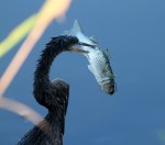 Anhinga Beats Up&nbsp;Fish