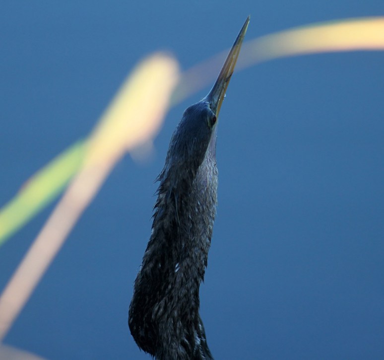 Anhinga Beats Up Fish 