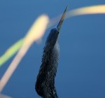 Anhinga Beats Up&nbsp;Fish