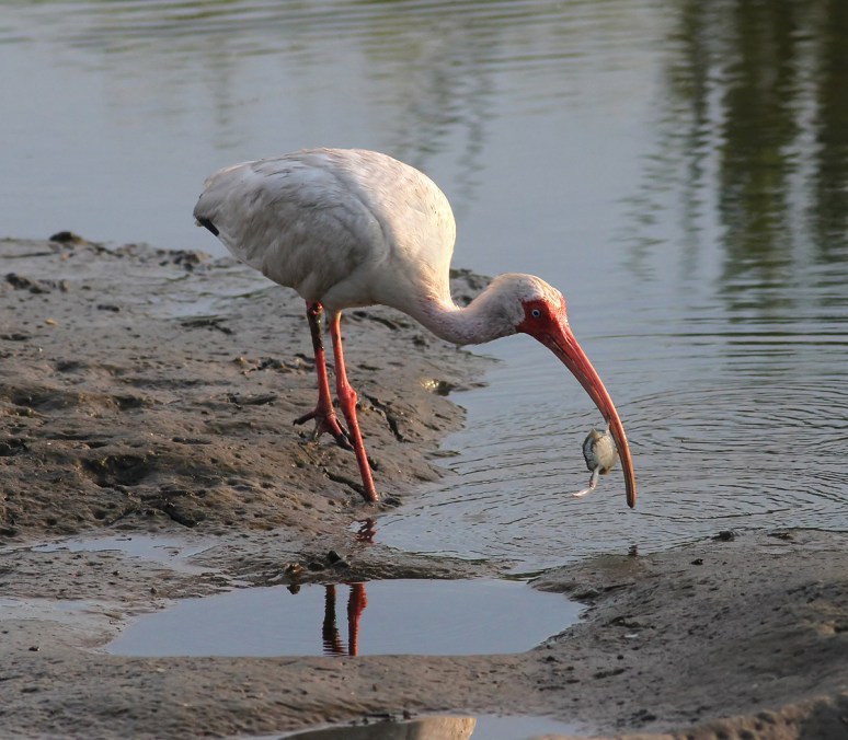 Ibis Makes A Hockey Puck