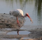 Ibis Makes A Hockey&nbsp;Puck