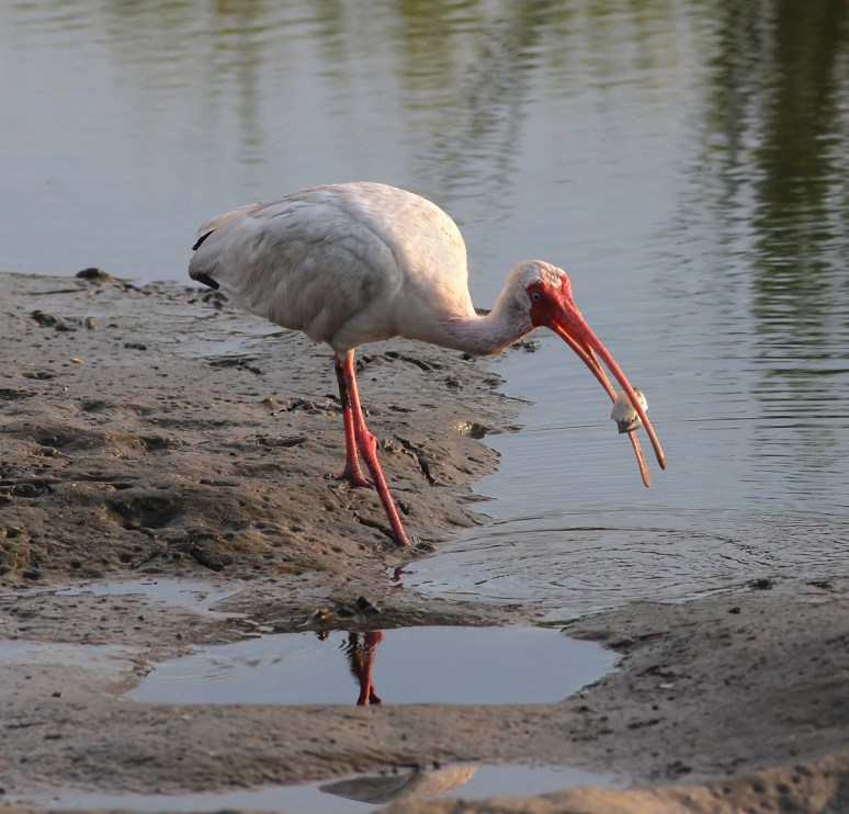 Ibis Makes A Hockey Puck