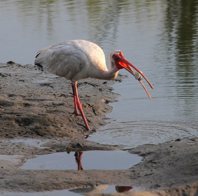 Ibis Makes A Hockey Puck