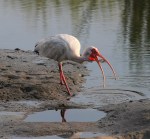 Ibis Makes A Hockey&nbsp;Puck