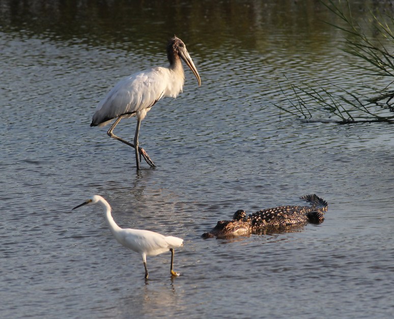 Sneaky Alligator Gets Help 
