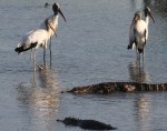 Sneaky Alligator Gets&nbsp;Help