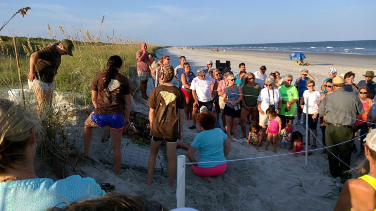 Turtle Nest Inventory 