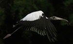 Wood Storks Begin&nbsp;Arriving