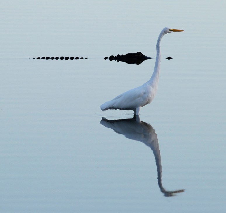 Alligator and Egret in Early Morning