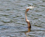 Anhinga Loses Big&nbsp;Fish
