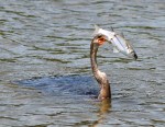 Anhinga Loses Big&nbsp;Fish