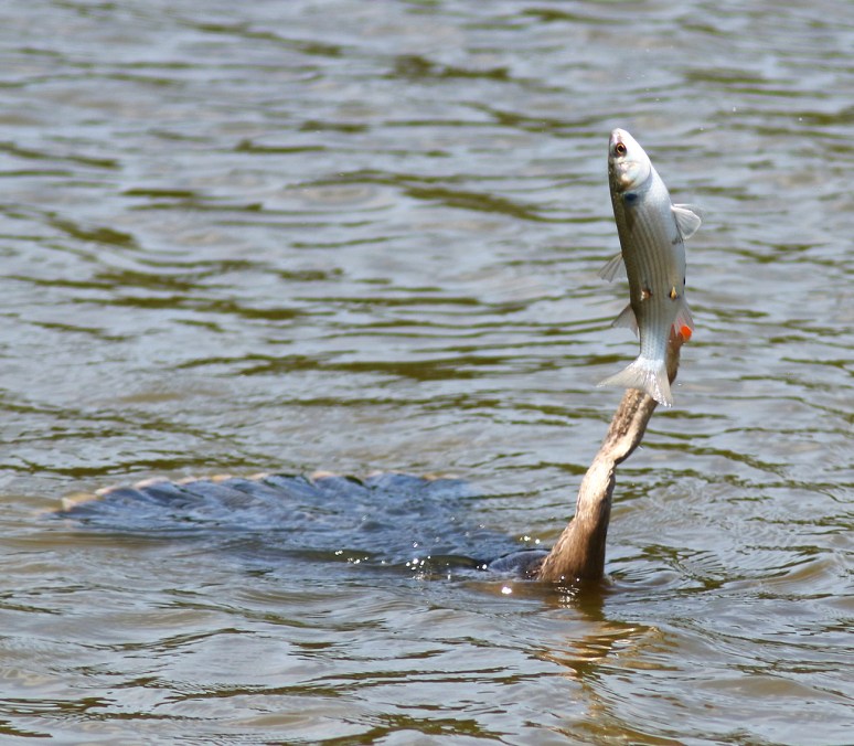 Anhinga Loses Big Fish 