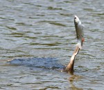 Anhinga Loses Big&nbsp;Fish