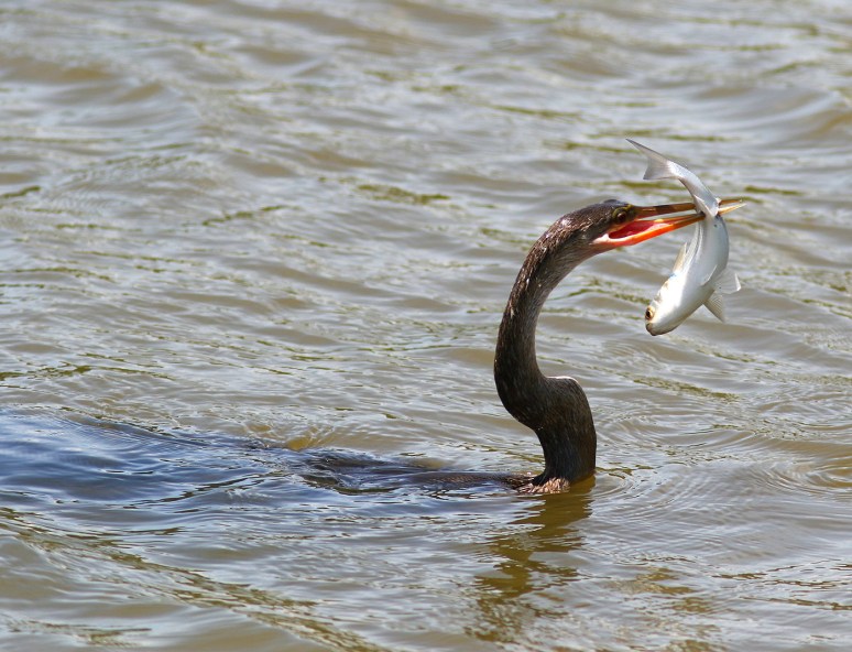 Anhinga Loses Big Fish 