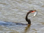 Anhinga Loses Big&nbsp;Fish