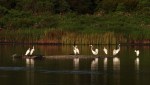 Looking Across the Marsh&nbsp;Pond