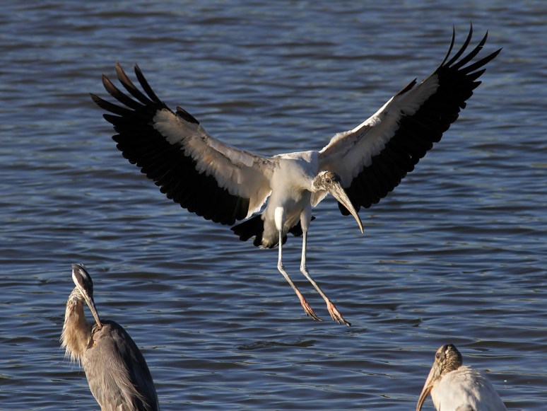 Ok Boys Im Coming In