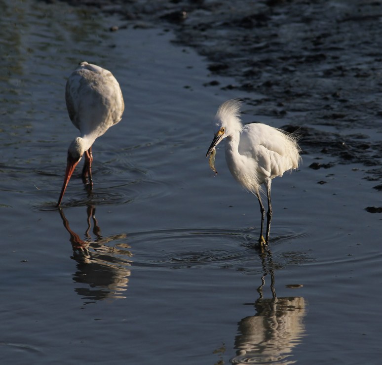 Snowy Eats A Shrimp in the Marsh 
