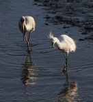 Snowy Eats A Shrimp in the&nbsp;Marsh