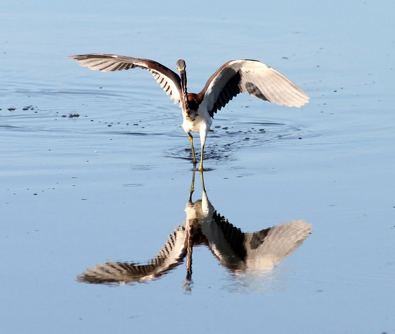Tricolor Looking Around 