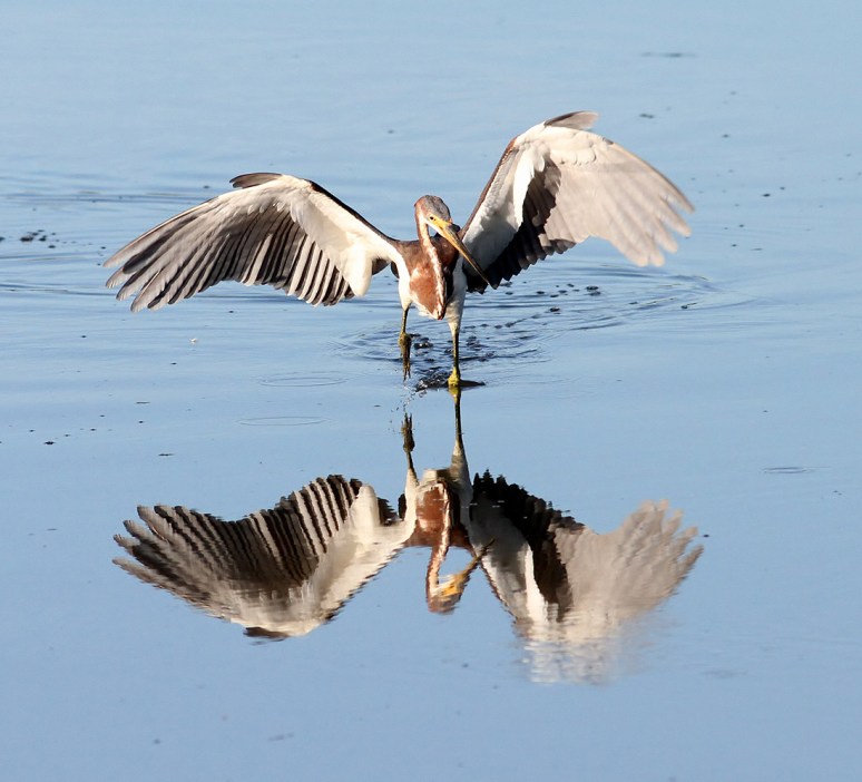 Tricolor Looking Around 