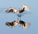 Tricolor Looking Around