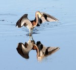 Tricolor Looking Around