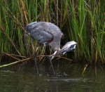 better-than-nothing-