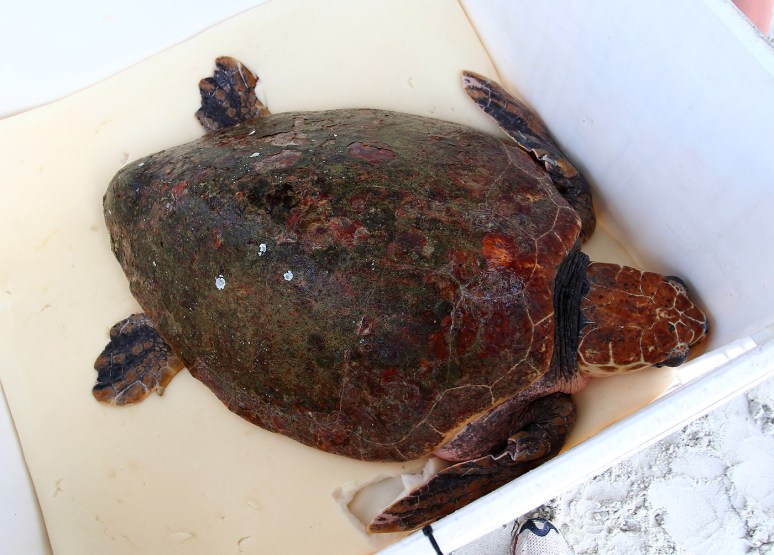 magnolia-sea-turtle-release-at-hbsp-