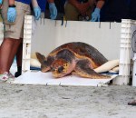 magnolia-sea-turtle-release-at-hbsp-