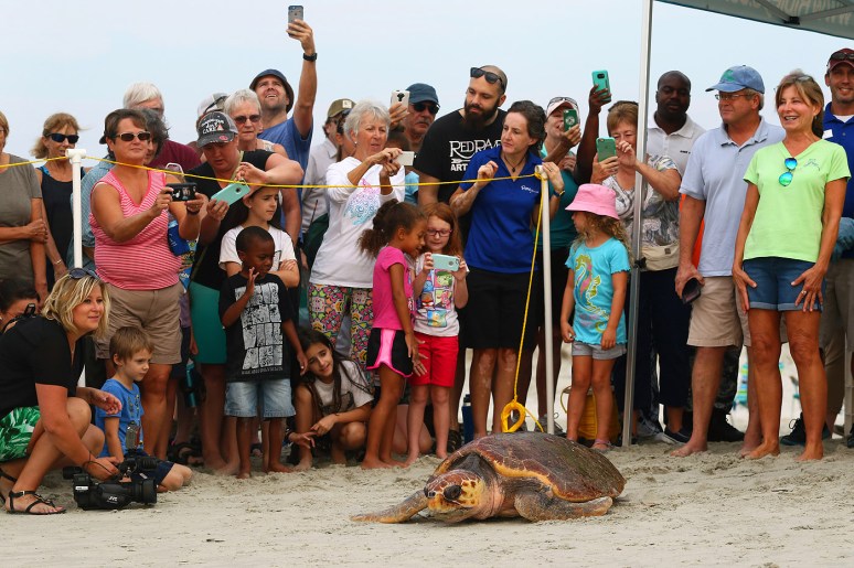 magnolia-sea-turtle-release-at-hbsp-