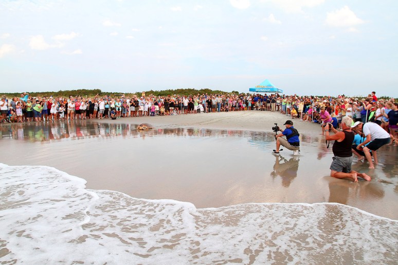 magnolia-sea-turtle-release-at-hbsp-