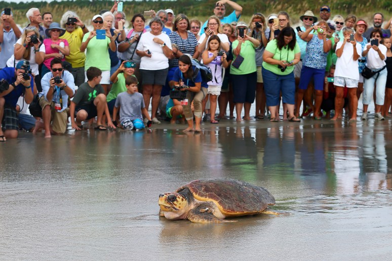 magnolia-sea-turtle-release-at-hbsp-