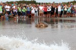magnolia-sea-turtle-release-at-hbsp-
