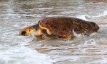 magnolia-sea-turtle-release-at-hbsp-