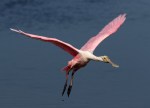six-spoonbills-arrive-in-the-marsh-