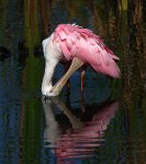 six-spoonbills-arrive-in-the-marsh-