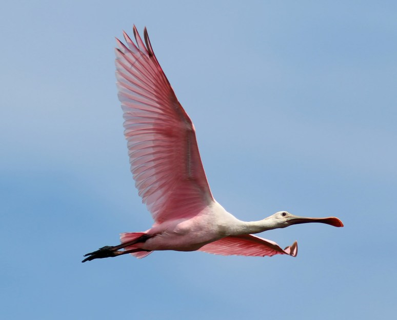 spoonbill-pair-arrive-fish-leave-