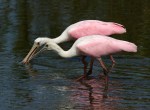 spoonbill-pair-arrive-fish-leave-