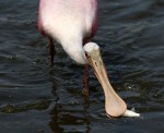 spoonbill-pair-arrive-fish-leave-