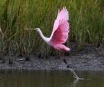 spoonbill-pair-arrive-fish-leave-