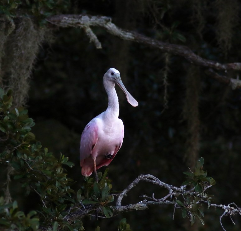 spoonbill-up-a-tree-